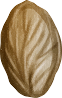 seed